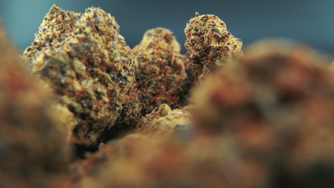 A macro cinematic detailed shot of a cannabis plant, orange hybrid strains, Indica and sativa, purple marijuana flower, on a rotating stand, slow motion, 4K, professional studio lighting