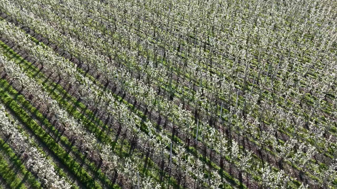 Ripresa aerea dall'alto con drone su un frutteto di peri in piena fioritura primaverile, che rivela file di alberi in fiore disposti nel paesaggio. I fiori bianchi creano suggestivi motivi naturali