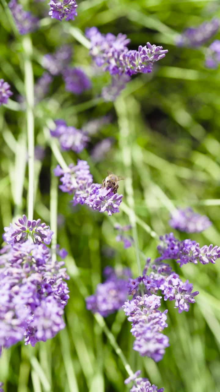 Vertical view of alone honeybee on lavender plant collect pollen, Czechia