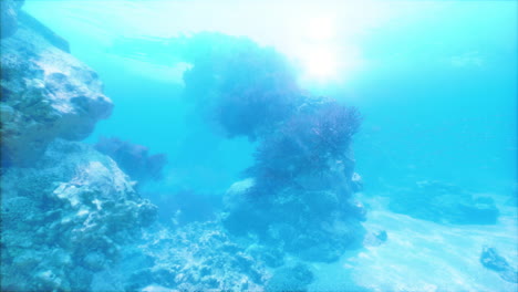 beautiful underwater scene with coral reef and sunlight