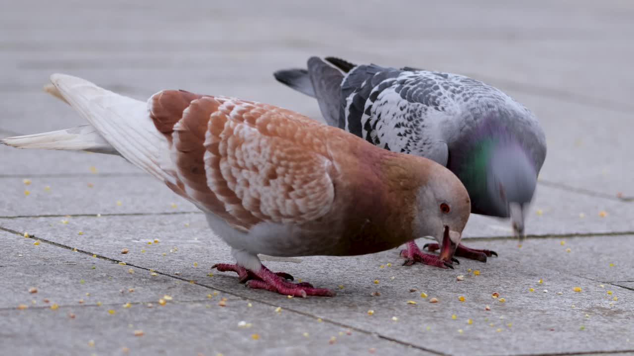 Brown and grey rock pigeon eating seeds on a city street in Antwerp