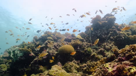 Shoal-Of-Reef-Fishes-Under-Deep-Blue-Ocean,-Swimming-Over-Hard-Corals