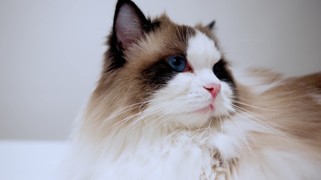 Primo piano di un gatto Ragdoll di razza pura con naso rosa, un curioso gattino bicolore con grandi occhi blu che si guarda intorno e muove le orecchie, baffi bianchi, bellissima pelliccia morbida. Animali domestici