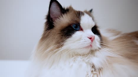 close-up shot of a purebred ragdoll cat with pink nose, curious bicolour kitten with big blue eyes looking around and moving her ears, white whiskers, beautiful soft fur, domestic animals