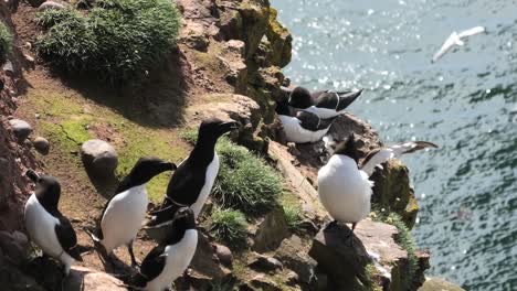 racas reunidas en el borde de un acantilado de fowlsheugh
