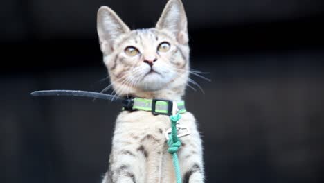 cute and alert gray kitten moving its head up and down following what it sees