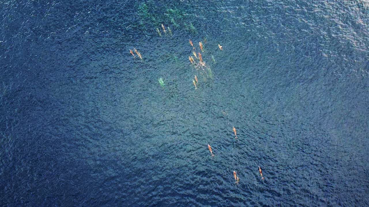A Pod Of Spinner Dolphins Swimming On The Blue Ocean. - top view aerial