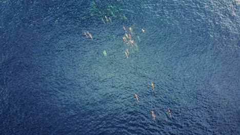 a pod of spinner dolphins swimming on the blue ocean. - top view aerial