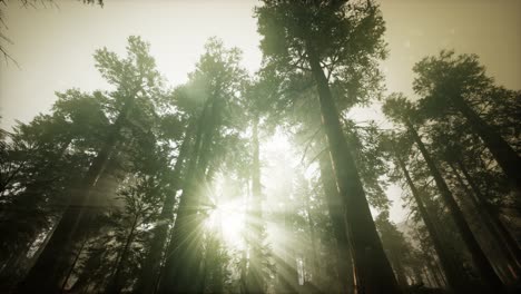 Redwood-Forest-Foggy-Sunset-Scenery