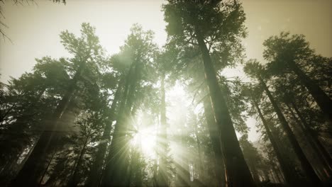 paisaje de puesta de sol brumosa del bosque de secuoya