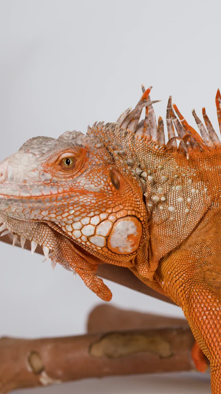 Uno scatto dettagliato di profilo di un'iguana arancione appollaiata su un ramo su sfondo bianco