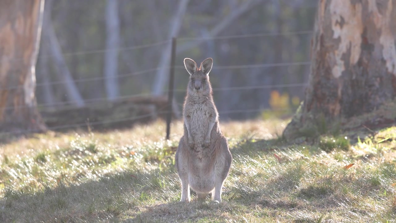 Un canguro selvatico sta in allerta nella soffusa luce del mattino tra erba alta e grandi tronchi d'albero, con una foschia illuminata dal sole e uno sfondo di macchia naturale in questa tranquilla inquadratura ravvicinata