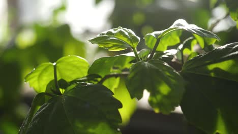 close-up of vibrant green leaves of a plant under sunlight with water droplets