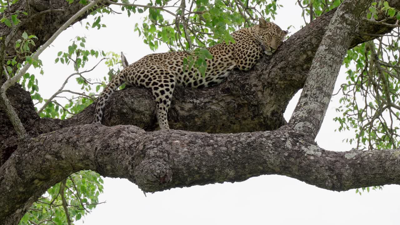 leopardo durmiendo en un árbol de marula en el gran parque nacional kruger, sudáfrica