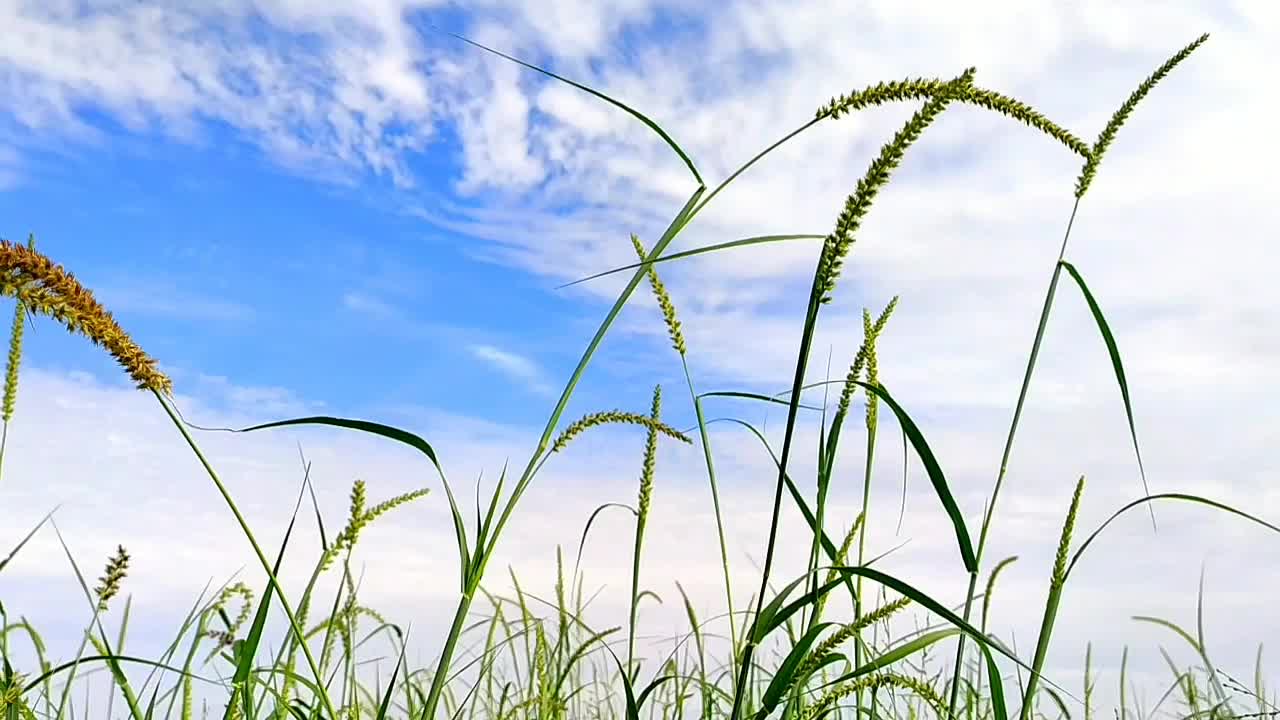 아름다운 풀  ⁇ 이 공기 흐름과 구름이 많은 하늘 배경에서 움직이고 있습니다.