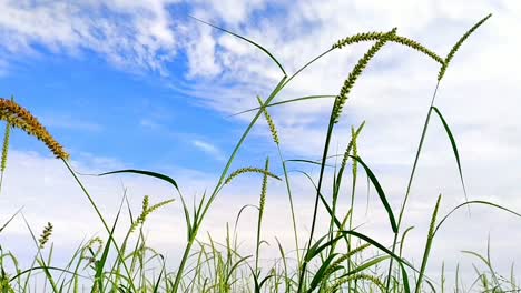 beautiful looking grass pods moving in air flow and cloudy sky background