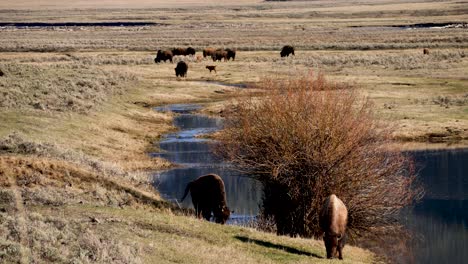 Bisonherde,-Die-Im-Lamar-Tal-Weidet