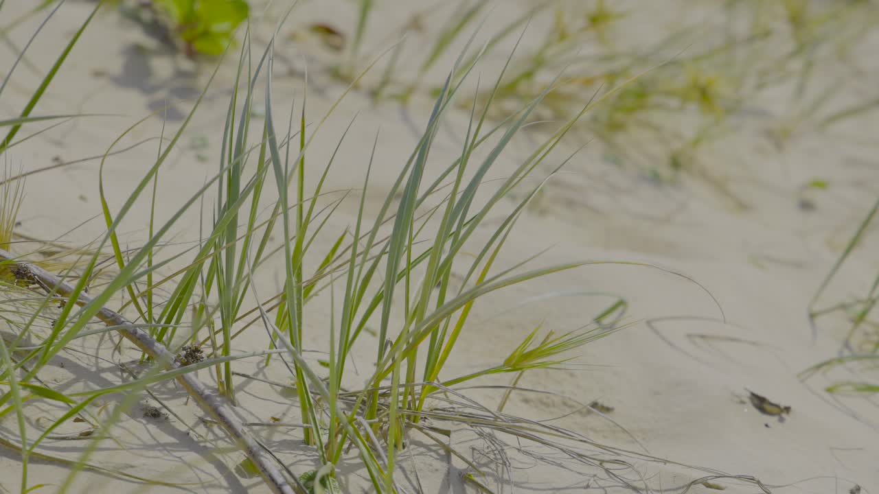 모래 해변 에서 자라는 풀 의 근접 사진