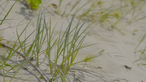 close-up of grass growing on sandy beach