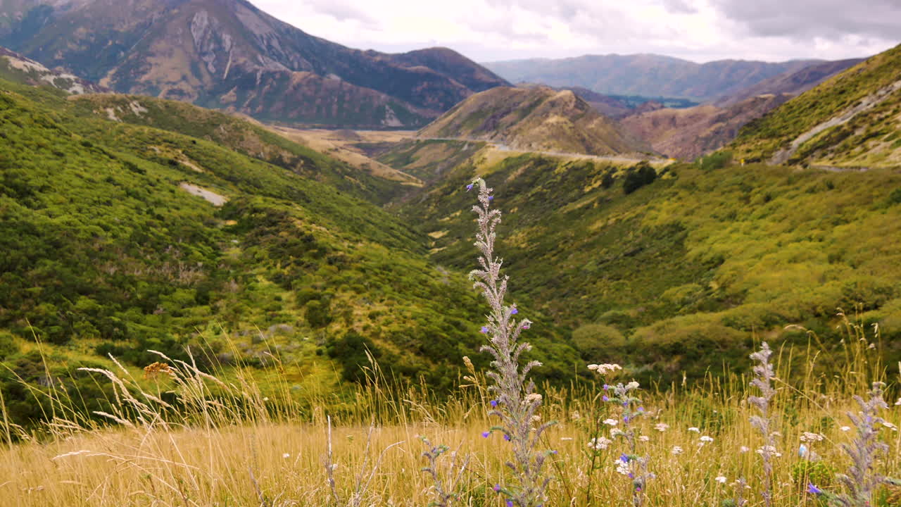 disparo en ángulo bajo de la planta de lavanda en el campo agrícola con gigantescas montañas cubiertas de vegetación en segundo plano.