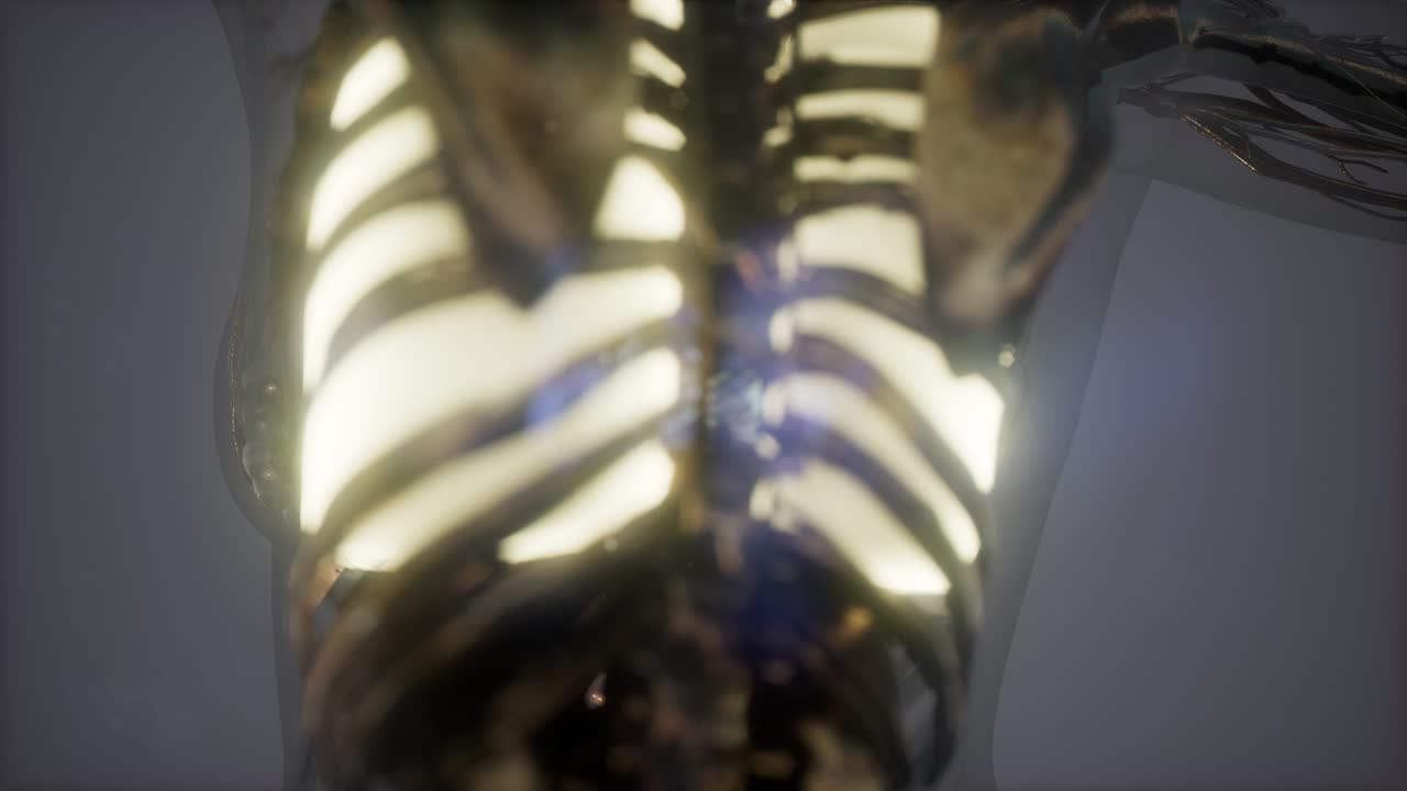 cuerpo humano con pulmones visibles