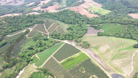 Vista-Aérea-De-La-Producción-Agrícola-De-Frutas-Como-Manzana,-Melocotón,-Ciruela,-Nectarina