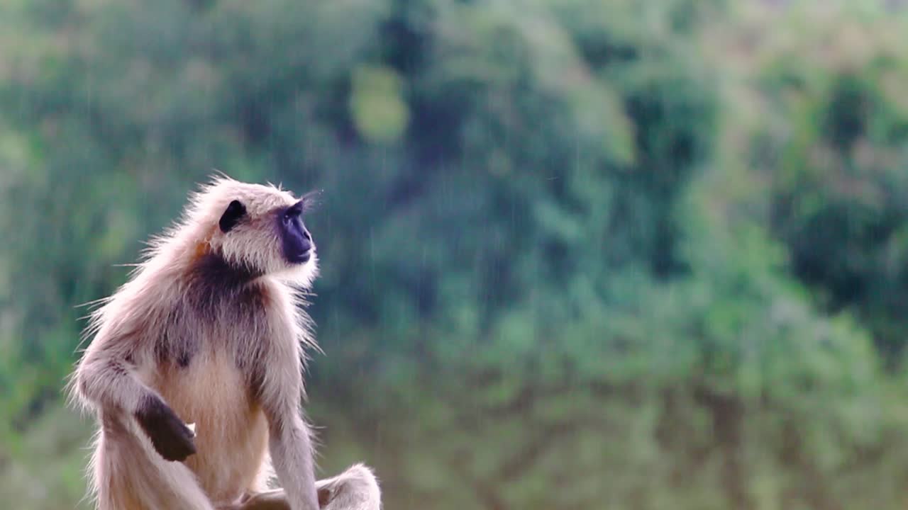 Close-up of wild monkey eating in gentle rain, with lush green forest backdrop. Perfect for wildlife, nature and rainforest themes in documentaries or travel videos