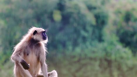 close-up of wild monkey eating in gentle rain, with lush green forest backdrop. perfect for wildlife, nature and rainforest themes in documentaries or travel videos