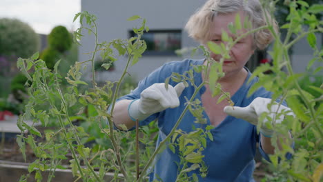 an elderly woman works in the garden caring for the plants