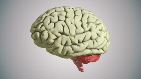 Nahtlose-Schleife-Des-Ad-Gehirnmodells-An