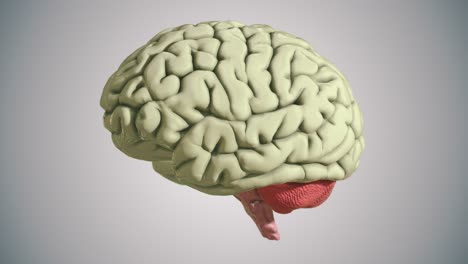 bucle ininterrumpido del modelo de cerebro publicitario en