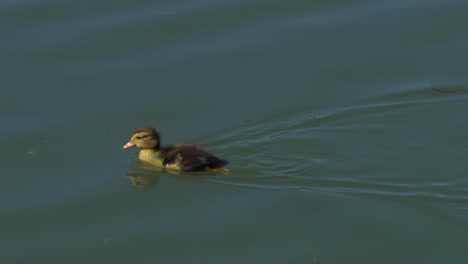 lone duckling swims in a pond