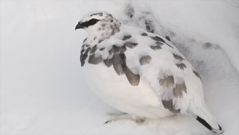 ptarmigan in winter plumage in snowy mountains, cairngorms, scotland