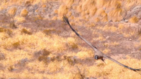 young andean condor gliding towards the camera , front on view of brown plumage