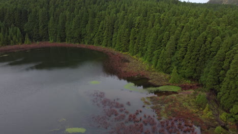 A-flight-through-the-impressive-forest-and-lake-of-Lagoa-do-Canario-on-Sao-Miguel-Island,-Azores