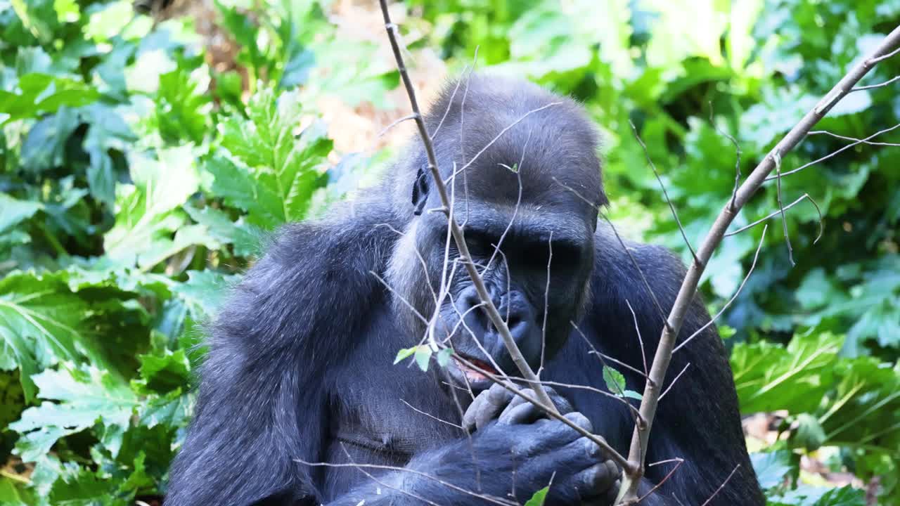 Gorilla che cerca cibo e mangia foglie nel suo habitat naturale