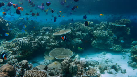 vibrant underwater coral reef with diverse fish