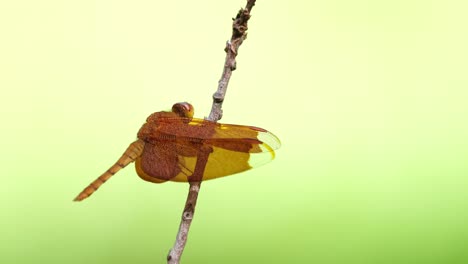 sombrilla común, neurothemis fluctuans