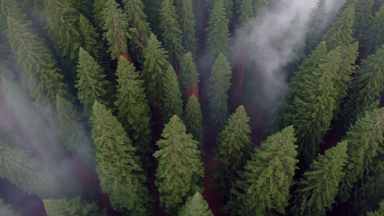 Foresta di sequoie nebbiose