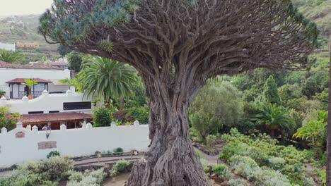 el drago milenario, the oldest specimen of the dragon tree, dracaena draco, on the island of tenerife, spain, surrounded by tall palms, standing next to a luxurious villa, pedestal aerial view 4k