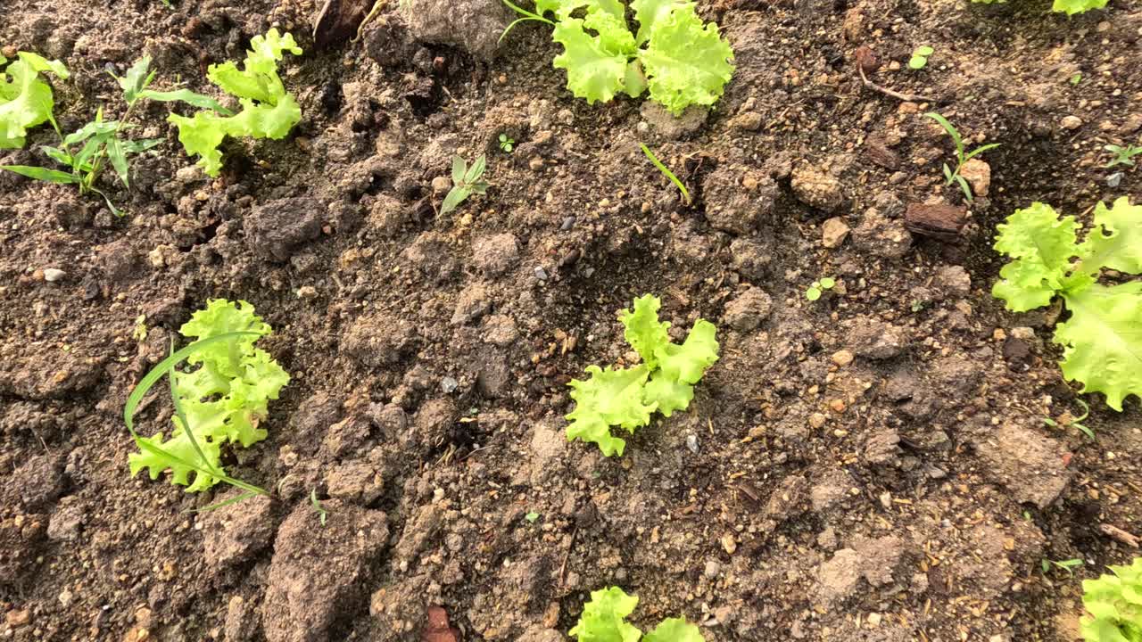 Time-lapse di piante di lattuga che crescono nel terreno
