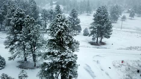 tiliting clip of tall evergreen trees on the edge of a woodland with snow falling in winter