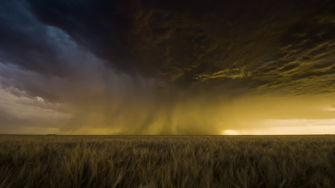 Field of wheat sways in the strong winds below a colorful stormy sunset