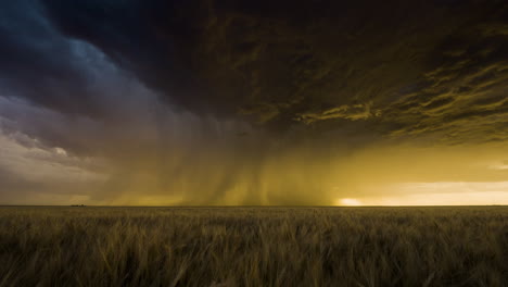 field of wheat sways in the strong winds below a colorful stormy sunset