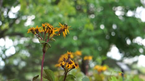 Abeja-Alrededor-De-Las-Flores-En-El-Parque