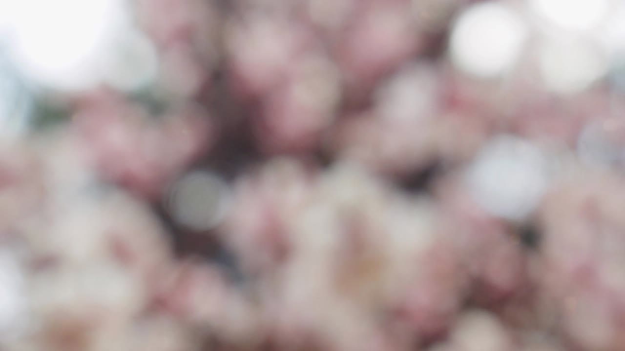 추상적인 숲 보케 모션 배경