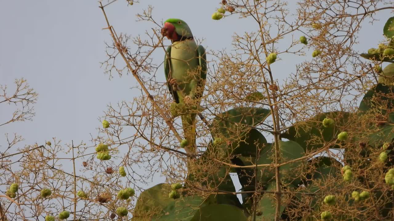 loro en el árbol uhd mp4 4k video.