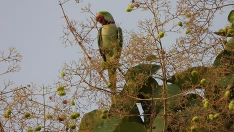 parrot in tree uhd mp4 4k video .