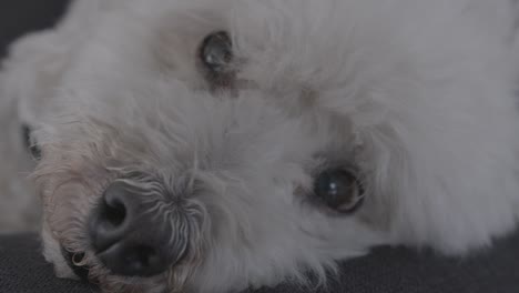 Perro-poodle-blanco-tranquilo-con-la-mirada-neutra-mientras-respira