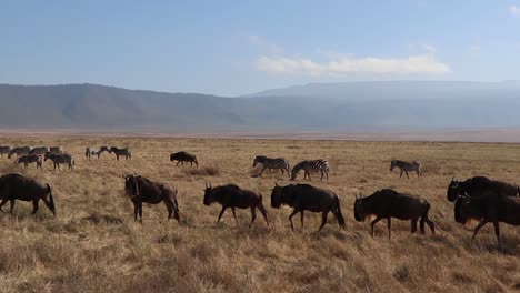 Ein-Clip-In-Zeitlupe-Einer-Herde-Von-Gnus,-Connochaetes-Taurinus-Oder-Gnu,-Die-Während-Der-Migrationssaison-Im-Ngorongoro-Krater-In-Tansania-über-Eine-Offene-Ebene-Marschieren